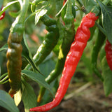 Cayenne Long Red Thin Pepper, HOT (Capsicum annuum)