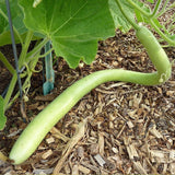 Italian Edible Gourd Squash, Summer (Lagenaria siceraria)