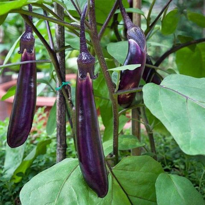 Long Purple Eggplant (Solanum melongena)