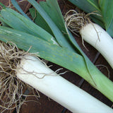 American Flag Leek	(Allium porrum)