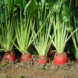 Red Mammoth Fodder Beet (Beta vulgaris)