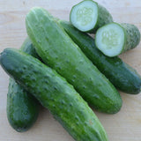 Straight Eight Cucumber, Slicing (Cucumis sativus)