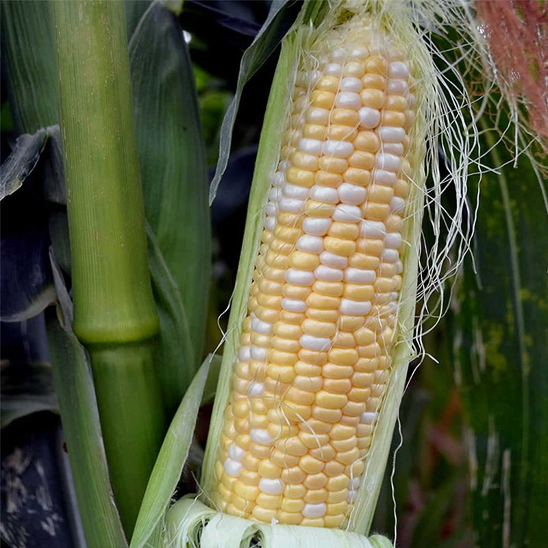 Serendipity Hybrid Bi-color Sweet Corn (Zea mays)