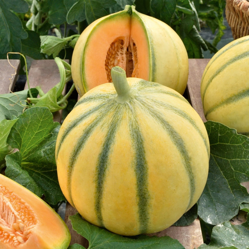 ☆chestnus & melon Charentais Melon (Cucumis melo) – MySeedsCo