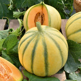 Charrentais Melon (Cucumis melo)