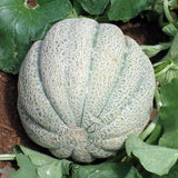 Iroquis Melon (Cucumis melo)