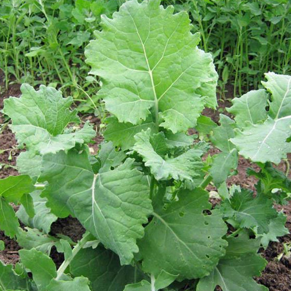 Kale
