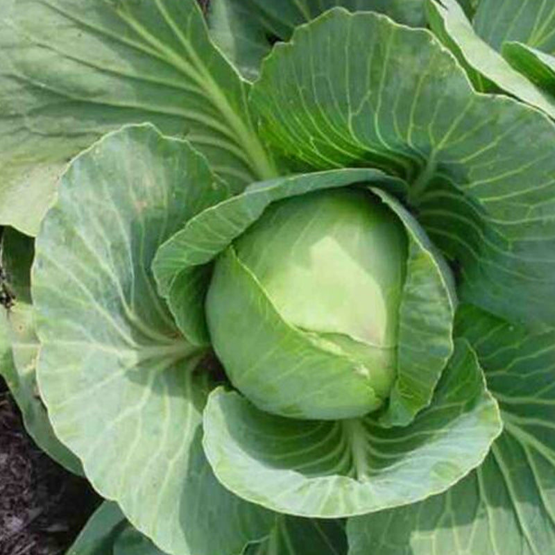 Charleston Wakefield Cabbage (Brassica oleracea)
