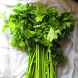 Chinese Celery  (Apium graveolens)