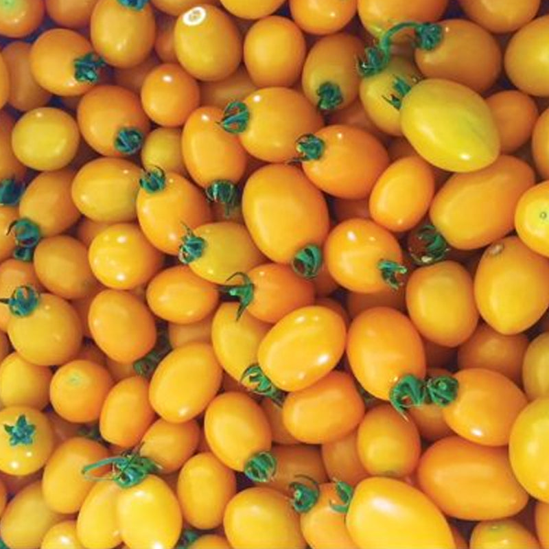 Uva Orange F1 Hybrid Tomato, Grape Tomato (Lycopersicon esculentum)
