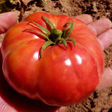 German Johnson Tomato, Standard (Slicing) Tomato (Lycopersicon esculentum)