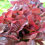 Cimmaron, Romaine Lettuce (Lactuca sativa)