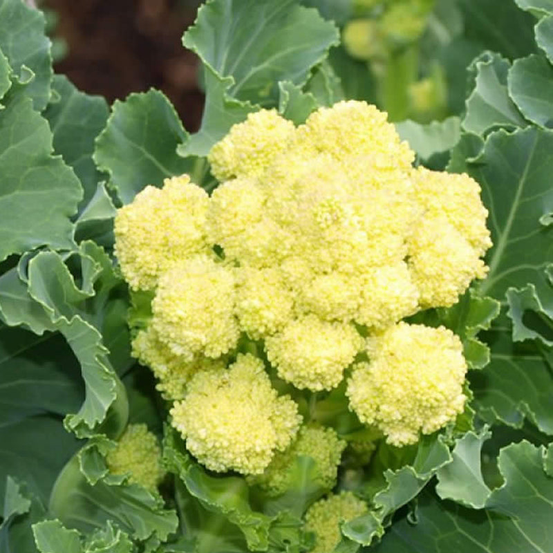 White Sprouting Broccoli  (Brassica oleracea)