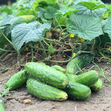 Carolina Hybrid Cucumber, Hybrid  (Cucumis sativus)