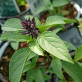 Basil, Anise (Ocimum basilicum)