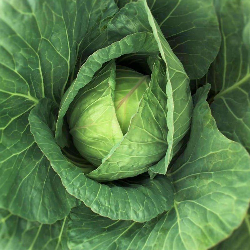 Danish Ballhead Cabbage (Brassica oleracea)