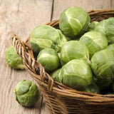 Catskill Brussel Sprouts (Brassica oleracea)