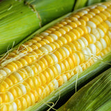 Ambrosia Hybrid Bi-color Sweet Corn (SE) (Zea mays)