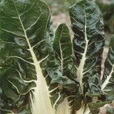 Silver Ice Swiss Chard (Beta vulgaris cicla)