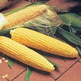 Bodacious Hybrid Yellow Sweet Corn (SE) (Zea mays)