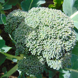 Waltham 29 Broccoli (Brassica oleracea)