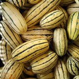 Delicata Squash, Winter (Cucurbita maxima)