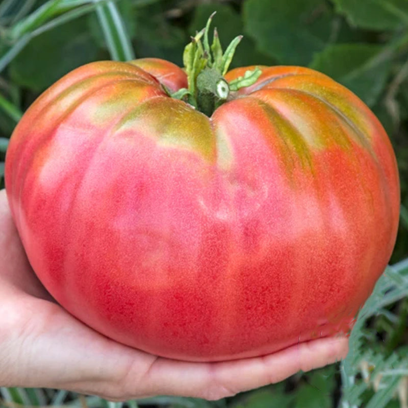 Giant Belgium Pink Tomato, Standard (Slicing) Tomato (Lycopersicon esculentum)
