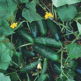 Marketmore 76 Cucumber, Slicing (Cucumis sativus)