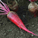 Red Mammoth Fodder Beet (Beta vulgaris)