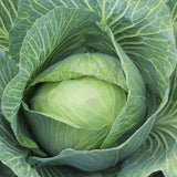 Brunswick Cabbage	 (Brassica oleracea)