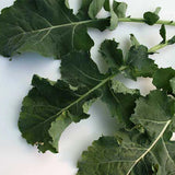 Premier Kale (Brassica oleracea)