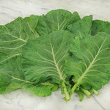 Morris Heading Collard (Brassica oleracea)