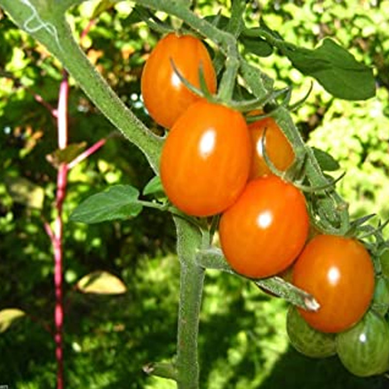Uva Orange F1 Hybrid Tomato, Grape Tomato (Lycopersicon esculentum)
