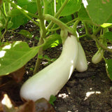 Casper Eggplant (Solanum melongena)