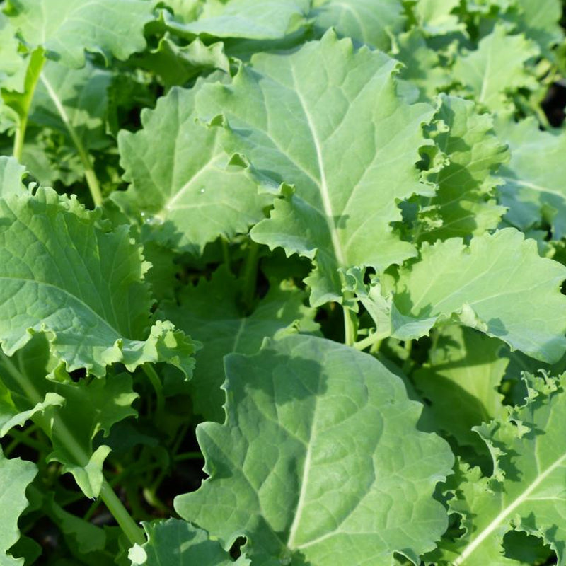 Siberian Kale (Brassica oleracea)
