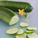 Best Slice Burpless Bush F1 Cucumber, Hybrid  (Melothria scabra)