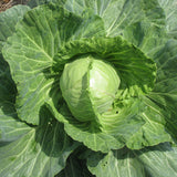 Copenhagen Market Early Cabbage (Brassica oleracea)