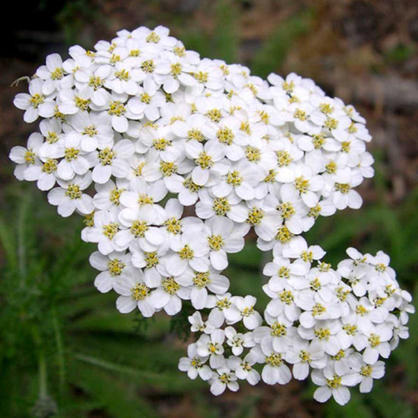 Achillea