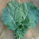 Georgia Collard (Brassica oleracea)