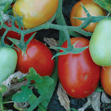 Patty F1 Hybrid Tomato, Roma (Paste) Tomato (Lycopersicon esculentum)