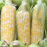 Serendipity Hybrid Bi-color Sweet Corn (Zea mays)