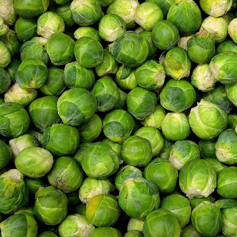 Long Island Improved Brussel Sprouts (Brassica oleracea)