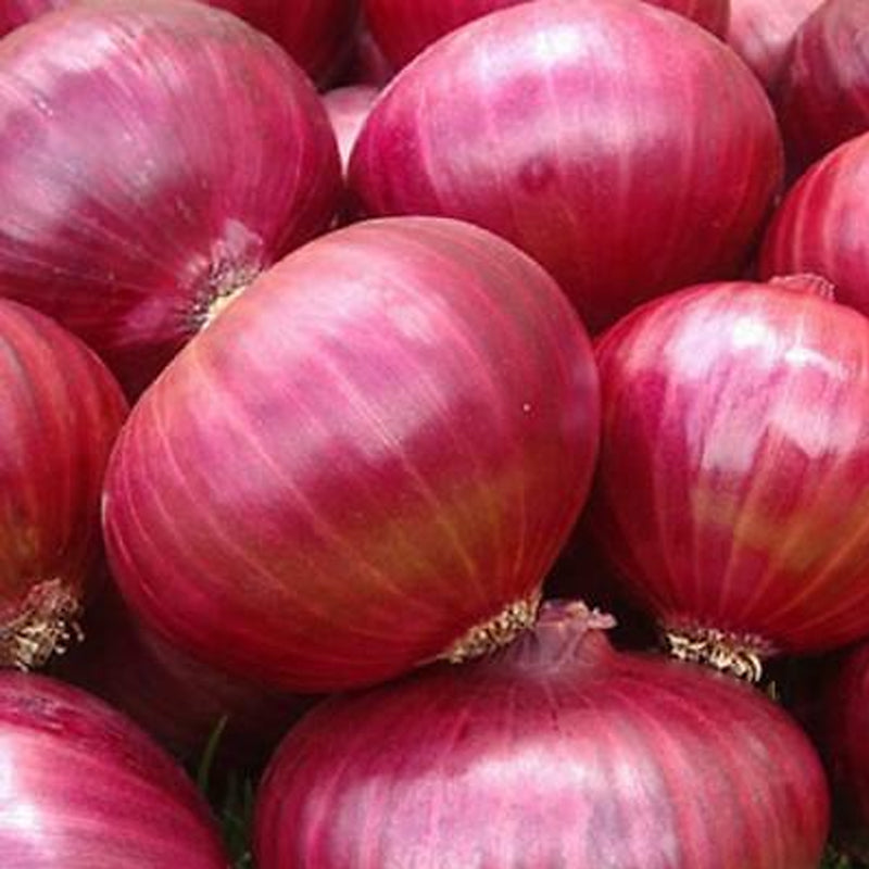 Red Grano Onion, Short-Day (Allium cepa)