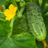 Bush Pickle F1 Cucumber, Hybrid (Cucumis sativus)