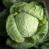 Savoy  Cabbage (Brassica oleracea)