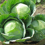 Golden Acre Cabbage (Brassica oleracea)