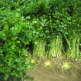 Cutting Celery (Apium graveolens)
