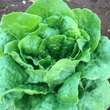 Buttercrunch , Butterhead Lettuce (Lactuca sativa)