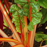 Orange Fantasia Swiss Chard (Beta vulgaris cicla)