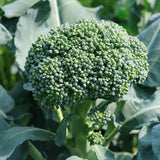 De Cicco Broccoli (Brassica oleracea)